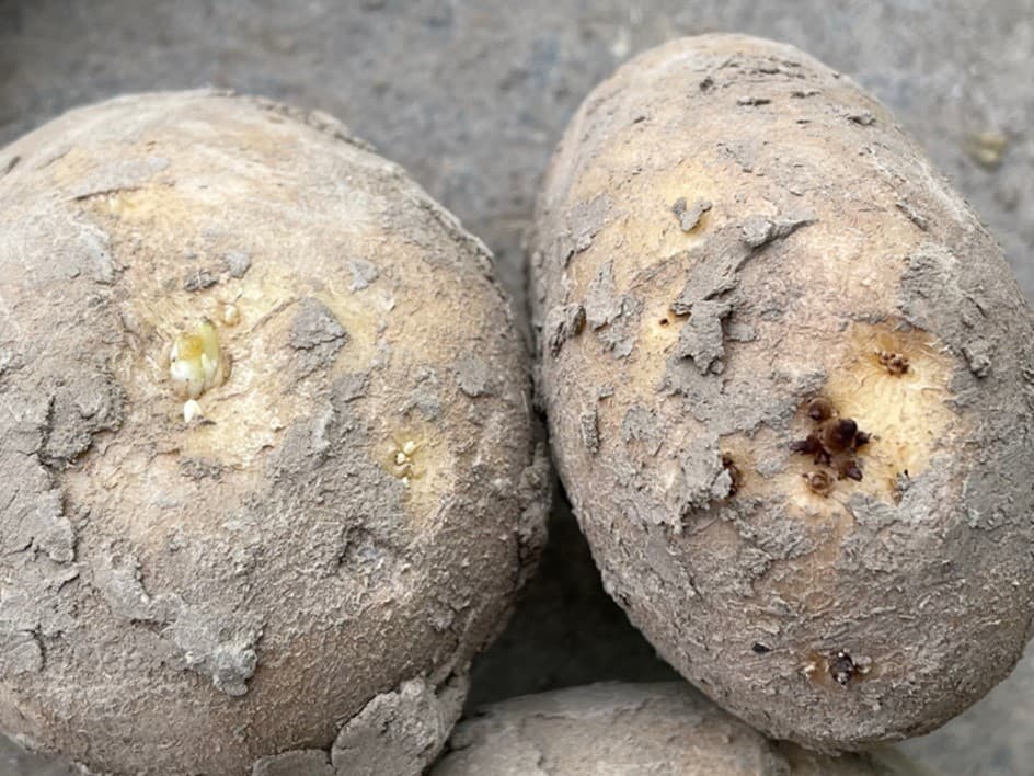 Pomme de terre thermonebulisation