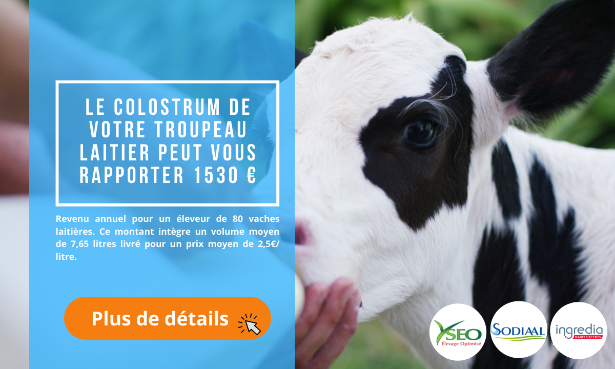 colostrum bovin yseo