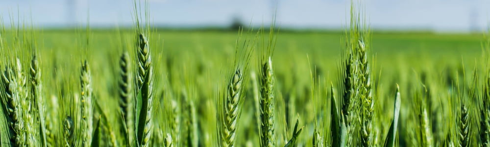 Réduction des IFT : génétique et nouvelles variétés