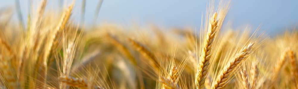 La culture de l'escourgeon verra l'arrivée de la nouvelle variété "INTEGRAL"