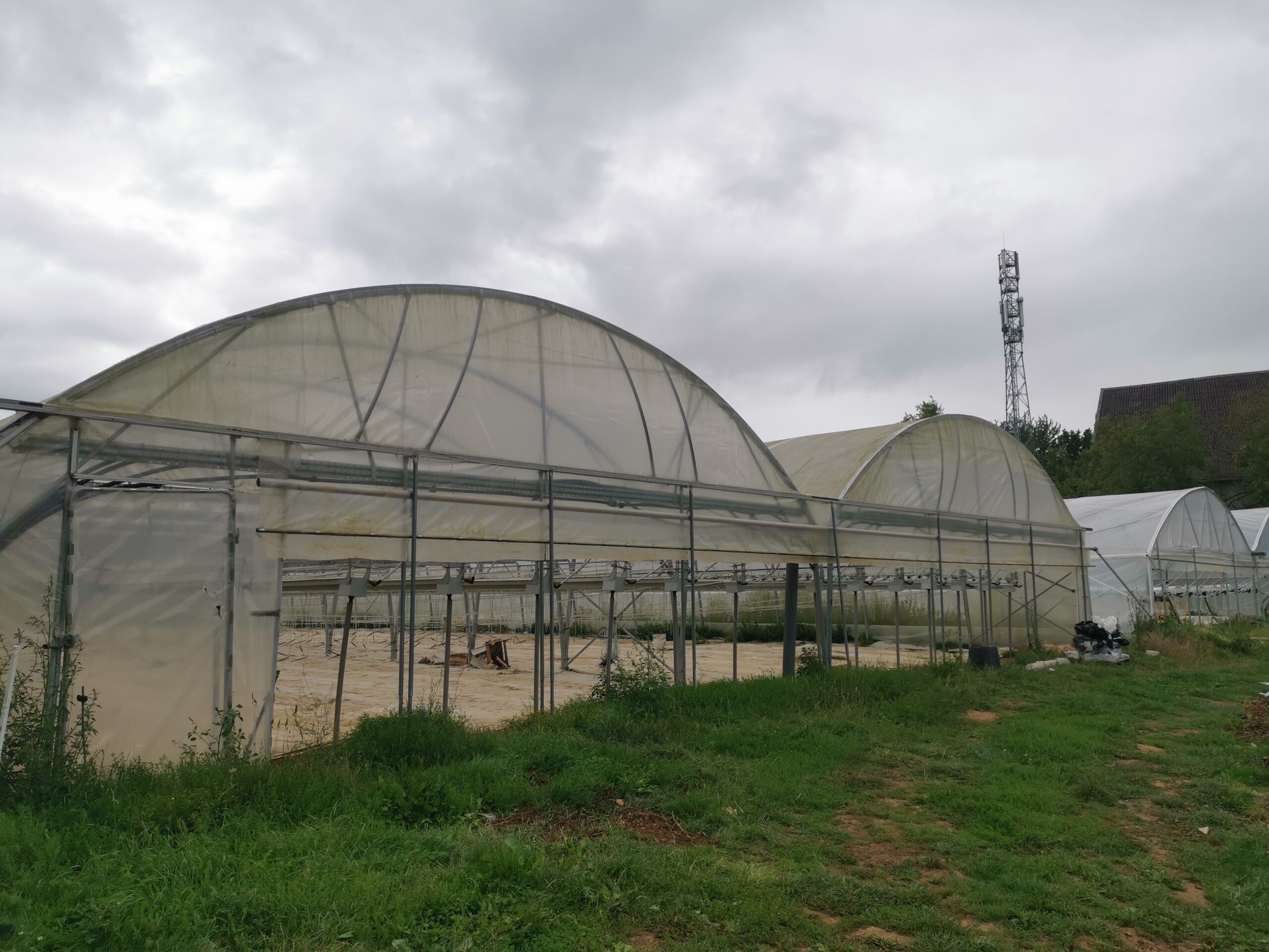 Serres hors sols fraises