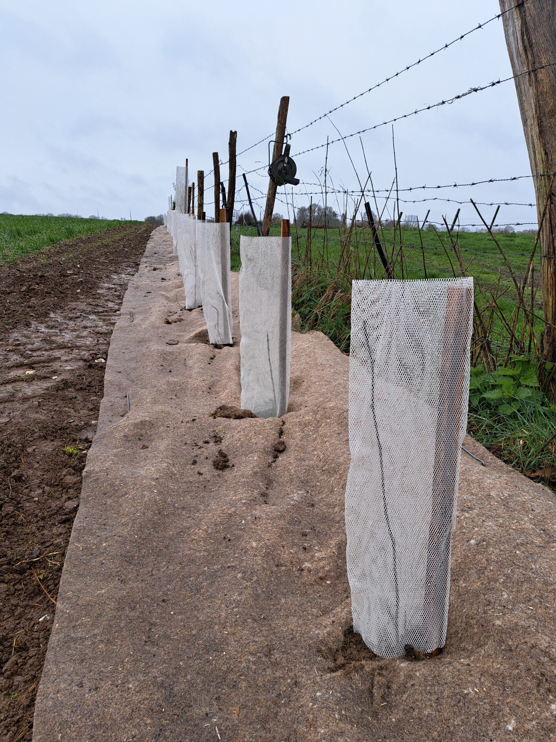 72 arbres et 998 arbustes ont été implantés.