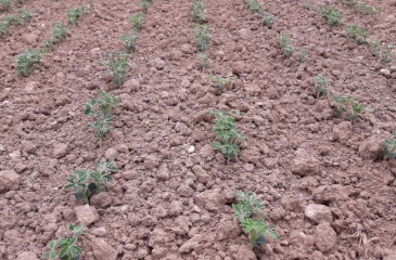 Une pépinière pour construire notre avenir