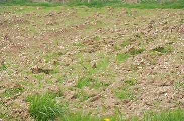 Quelles solutions pour gérer l&rsquo;après glyphosate ?