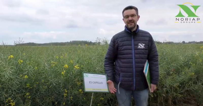 LES MINUTES AGRO – Les variétés colza