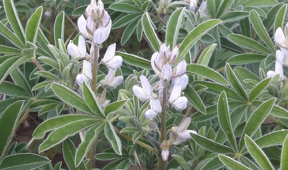 Noriap développe une filière protéines régionale