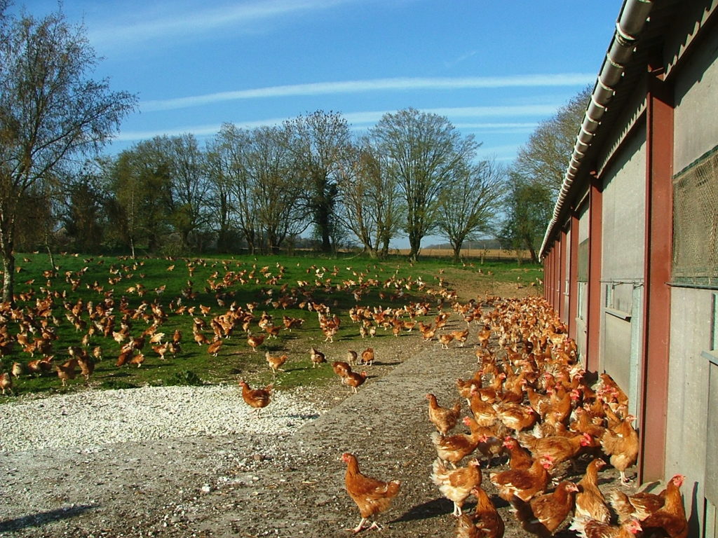 Se lancer dans l&rsquo;élevage de volailles de chair avec Novial