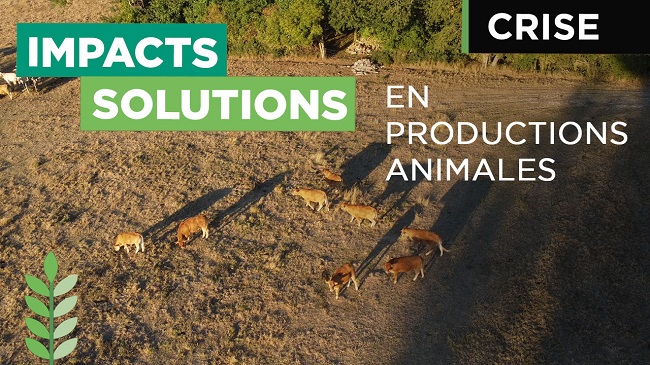 Crise et productions animales, l&rsquo;accompagnement du Groupe Noriap