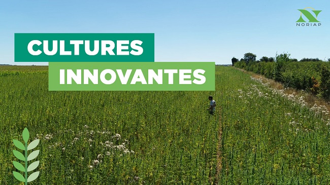 Cultures innovantes : apporter de l&rsquo;expérience aux agriculteurs