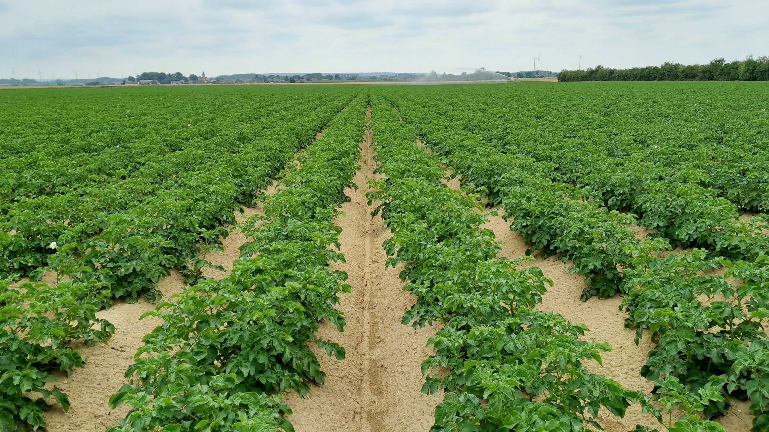 Sécuriser votre rendement en pomme de terre grâce aux biostimulants