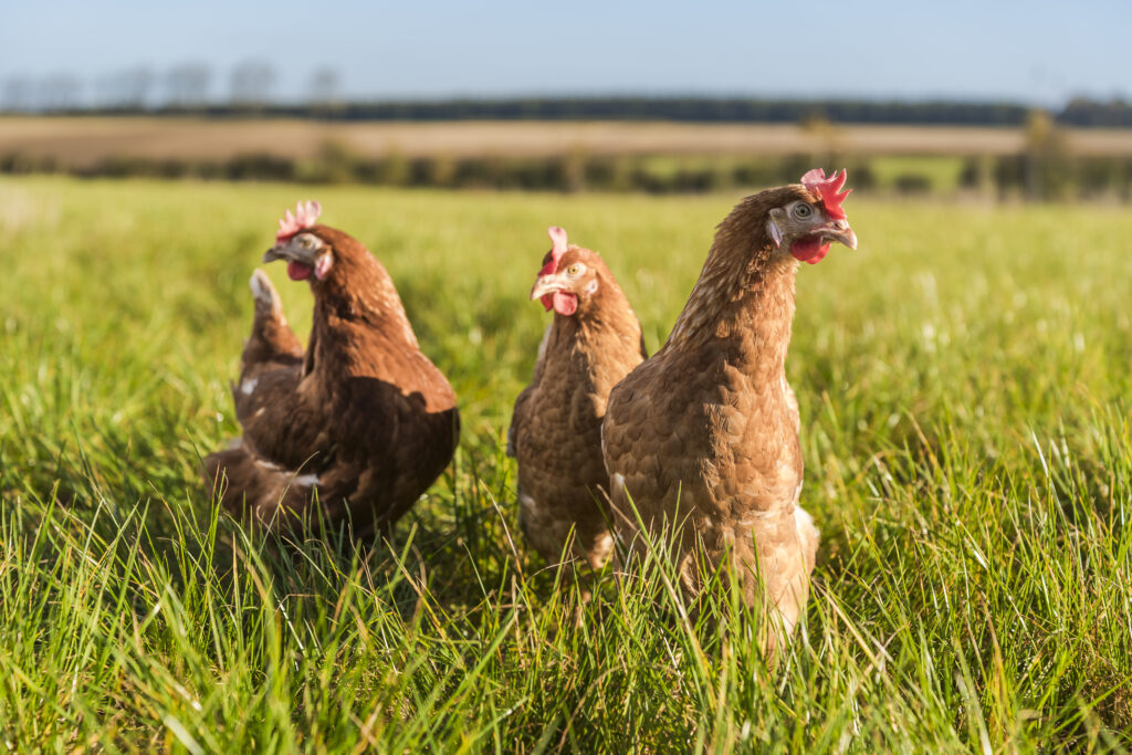 Poules de la Ferme Wamin