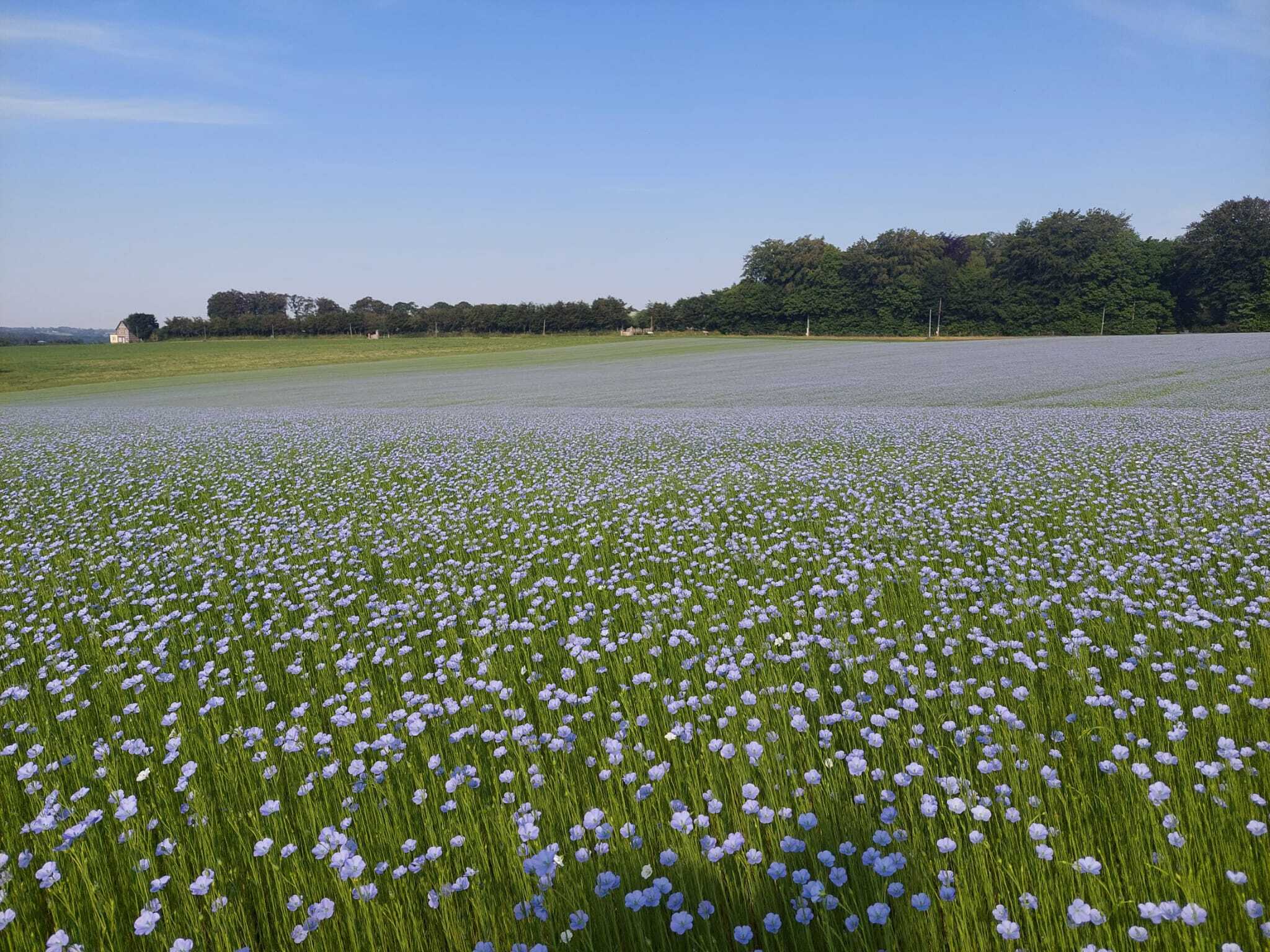 Biostimulants en pomme de terre et lin : un levier rentable